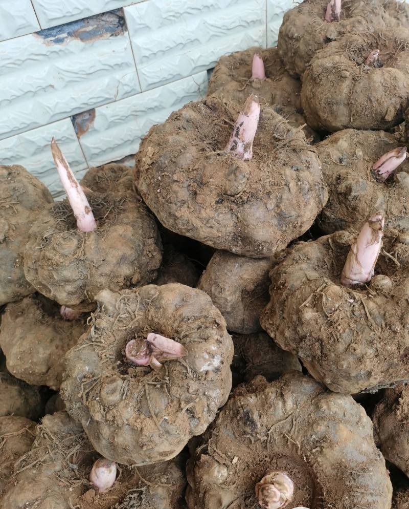 天蛾猪儿虫怎么防治？魔芋种植：杜零病虫害的（www.32nb.com）